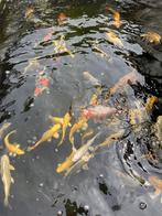 Japanse Koi  nieuw binnen gekomen Ogata tosai 15/30cm, Dieren en Toebehoren, Karper of Koi