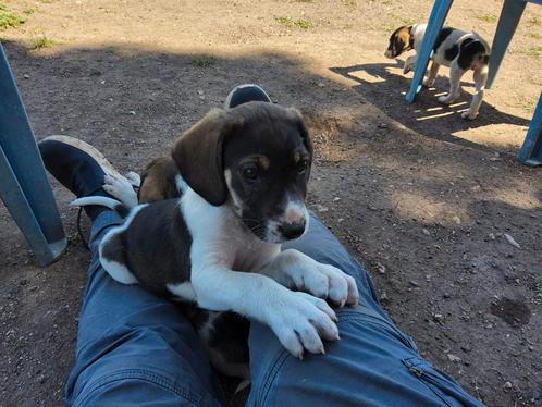 Ivar, pup, Dieren en Toebehoren, Honden | Niet-rashonden, Middel, Reu, Particulier, Eén hond, Buitenland, 8 tot 15 weken, CDV (hondenziekte)