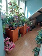 Verschillende kamerplanten- Sansevieria,Alocasia,Palm,Cactus, Ophalen, Overige soorten, Halfschaduw, Minder dan 100 cm