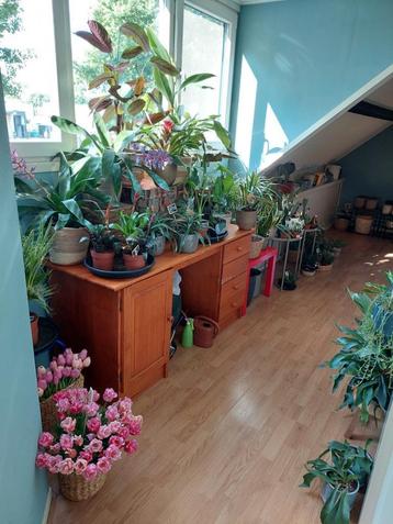 Verschillende kamerplanten- Sansevieria,Alocasia,Palm,Cactus beschikbaar voor biedingen