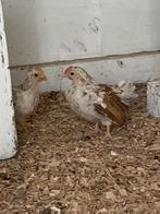 2 Chabo haantjes (6 weken oud), Dieren en Toebehoren, Pluimvee, Mannelijk, Kip