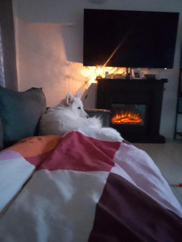 Honden uitlaatster of oppas voor uw hond gezocht?   beschikbaar voor biedingen