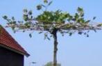 Dakplatanus acerifolia, Ophalen, In pot, Dakboom