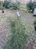 Tsug canadensis, Tuin en Terras, Planten | Bomen, Ophalen, Volle zon, Overige soorten, 100 tot 250 cm