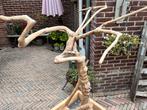 Java boom, Ophalen, Zo goed als nieuw