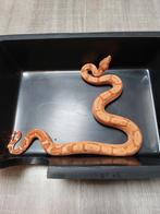 Boa Constrictor T+ Kubsch Sunglow, Dieren en Toebehoren, Reptielen en Amfibieën, Hagedis