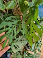 monstera laniata stek, Huis en Inrichting, Kamerplanten, Ophalen of Verzenden, Halfschaduw, Minder dan 100 cm