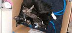 Lieve poes, Dieren en Toebehoren, Katten en Kittens | Overige Katten, Poes, Kortharig, 3 tot 5 jaar
