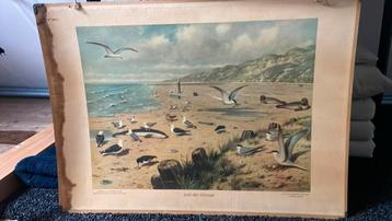 Schoolplaat aan het strand en achterkant otter beschikbaar voor biedingen
