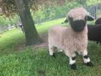 Walliser schwarznase ram lam, Mannelijk, Schaap, 0 tot 2 jaar