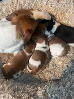Jack russells puppy’s, België, Particulier, Jack Russell Terriër, CDV (hondenziekte)