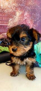 PRACHTIGE YORKSHIRE TERRIER PUPS..., Yorkshire Terriër, Parvo, 8 tot 15 weken, Meerdere