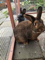 Konijnen koppel, Dieren en Toebehoren, Konijnen, Meerdere dieren, Middelgroot, 3 tot 5 jaar