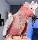 Handtam Rose Kakatoe, Dieren en Toebehoren, Vogels | Parkieten en Papegaaien, Mannelijk, Papegaai, Pratend