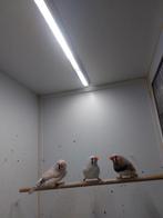 Zebravinken masker grijs split roodoog, Meerdere dieren, Kleurkanarie