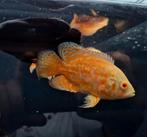 Nemo Oscar Cichlid, Dieren en Toebehoren, Vissen | Aquariumvissen, Vis, Zoetwatervis