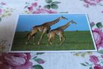 Postkaart - Twee Massai Giraffen, America, Verzenden, 1980 tot heden, Ongelopen, Wild dier