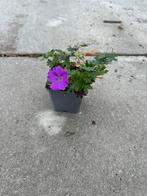 Geranium Max Frei, Volle zon, Vaste plant, Zomer, Ophalen