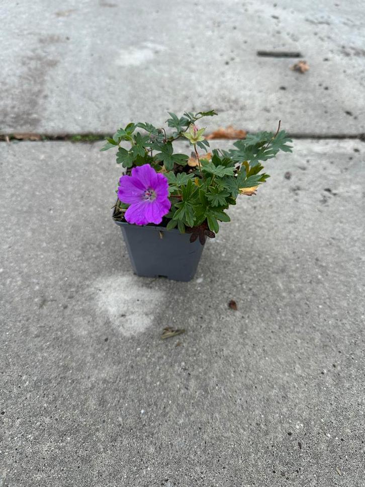 Geranium Max Frei, Tuin en Terras, Planten | Tuinplanten, Vaste plant, Overige soorten, Volle zon, Zomer, Ophalen