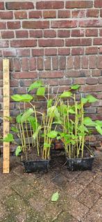Saururus cernuus Leidse plantje moeras vijver plant, Ophalen, Vaste plant, Halfschaduw, Zomer