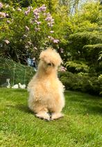 Broedeieren buff (mottled) USA zijdehoen(der), Dieren en Toebehoren, Pluimvee, Geslacht onbekend, Kip