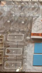 Mieren Buitenwereld/Outworld Esthetic Ants, Mieren