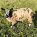 Bonte ram, april 2025, Dieren en Toebehoren, Schapen, Geiten en Varkens, Mannelijk, Schaap, 0 tot 2 jaar