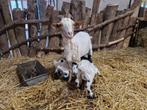 Tamme geit met jongen., Dieren en Toebehoren, Schapen, Geiten en Varkens, Meerdere dieren, Geit, 0 tot 2 jaar