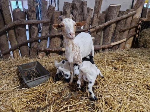 Tamme geit met jongen., Dieren en Toebehoren, Schapen, Geiten en Varkens, Geit, Meerdere dieren, 0 tot 2 jaar