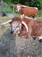 Engelse longhorn, Dieren en Toebehoren, Vrouwelijk, 3 tot 6 jaar