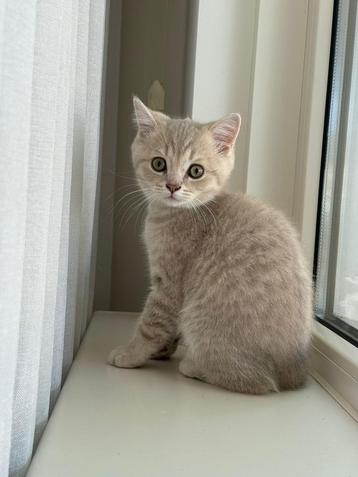 LAATSTE Orginele Gezonde Britse korthaar kitten Kater beschikbaar voor biedingen