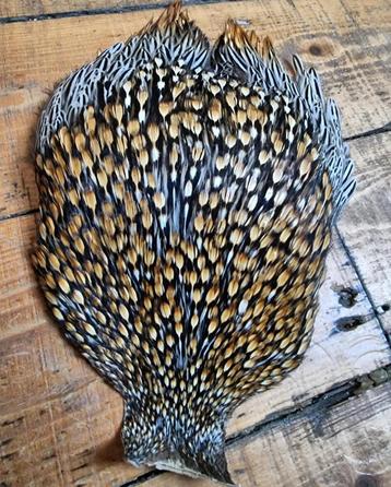 Jungle cock gezocht beschikbaar voor biedingen