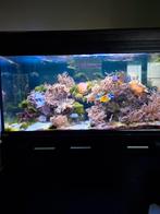 Zeeaquarium, Dieren en Toebehoren, Vissen | Aquaria en Toebehoren, Ophalen of Verzenden, Gebruikt, Gevuld zeewateraquarium