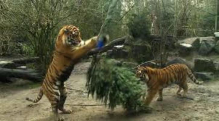 20% korting per persoon entree Dierenpark Amersfoort (max 4), Tickets en Kaartjes, Recreatie | Dierentuinen, Drie personen of meer