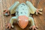 twee kleurige kikker, Verzamelen, Dierenverzamelingen, Ophalen of Verzenden, Gebruikt, Overige soorten, Beeldje of Figuurtje