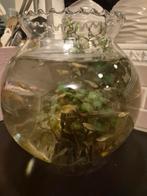 Guppy's, alleen vrouwen, Dieren en Toebehoren, Vissen | Aquariumvissen, Vis