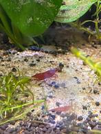 Jonge caridina garnalen rood, Kreeft, Krab of Garnaal
