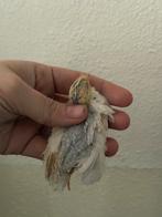 Nog 4 jonge chinese dwergkwartels beschikbaar, Dieren en Toebehoren, Vogels | Overige Vogels, Geslacht onbekend