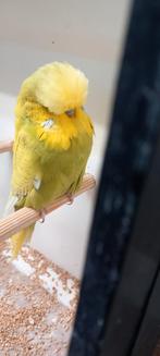 Standaard grasparkiet split Ino. Prijs in overleg., Dieren en Toebehoren, Mannelijk, Parkiet, Geringd