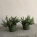 Crassula rupestris - Prachtige vetplant. Hottentot, Huis en Inrichting, Kamerplanten, Ophalen