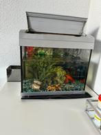 4 vissen compleet zoals op de foto’s (+extra aquarium), Ophalen