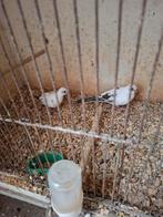 Koppel bonte diamantduiven, Meerdere dieren, Tropenvogel