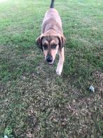 Reutje zoekt lief baasje, Dieren en Toebehoren, Honden | Niet-rashonden, 15 weken tot 1 jaar, Reu, Groot, Eén hond