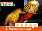 Goud fazant hennen l Gezonde dieren l Passend advies, Vrouwelijk, Kip