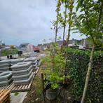 zuil haagbeuk Carpinus betulus +-2.5 meter, Ophalen of Verzenden, In pot, Zuilboom, 250 tot 400 cm