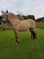 Fjord merrie., Dieren en Toebehoren, Pony's, Merrie, B, Gechipt, 11 jaar of ouder