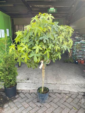 Liquidambar 'Gum Ball' Bolboom nu €75 beschikbaar voor biedingen