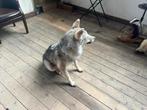 Opgezette dieren, Verzamelen, Dierenverzamelingen, Ophalen of Verzenden, Zo goed als nieuw, Wild dier, Opgezet dier