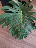 Grote stek van gatenplant, Monstera Deliciosa, stek 2, Ophalen, Overige soorten, Minder dan 100 cm