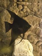 2 zwarte maanvissen, Dieren en Toebehoren, Vissen | Aquariumvissen, Vis